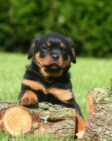 Puppy Care & Breeding