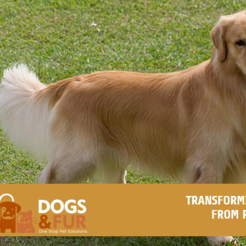 Shiny Coat for Dogs: Transforming Your Dog’s Coat from Ruff to Show-Ready