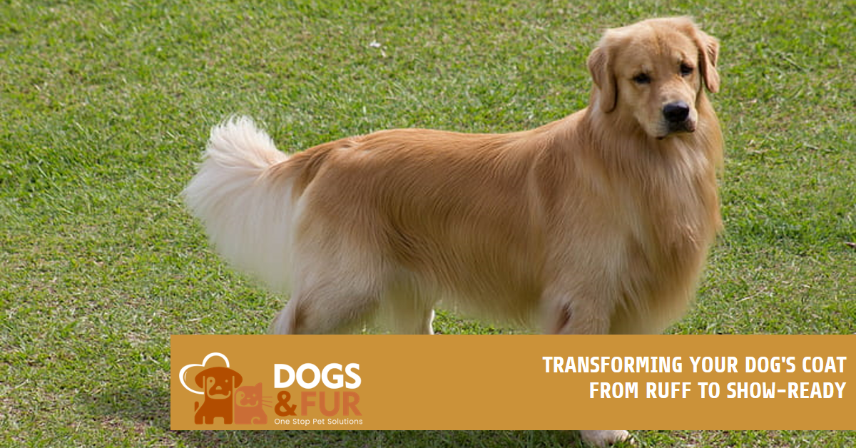 You are currently viewing Shiny Coat for Dogs: Transforming Your Dog’s Coat from Ruff to Show-Ready